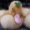 Duck Duck 22