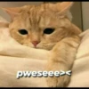 `meow 21