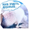 Dogs 23