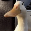 Duck Duck 23
