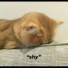 `meow 24
