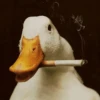 Duck Duck 24