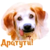 Dogs 24