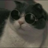 `meow 26