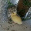 Duck Duck 26