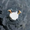 Duck Duck 27