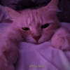 MEOW MEOW 26