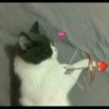 `meow 27