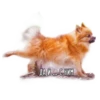 Dogs 26