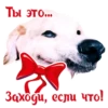 Dogs 27