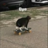 `meow 28