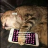 `meow 29