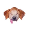 Dogs 28