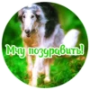 Dogs 29