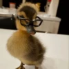 Duck Duck 30