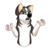 Huscai the Husky 16
