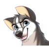 Huscai the Husky 28