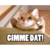 Funny Cats 5