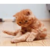Funny Cats 6