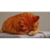 Funny Cats 7
