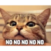 Funny Cats 8