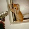 Funny Cats 9
