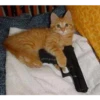 Funny Cats 10