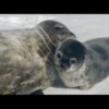 Coldboys 9