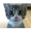 Funny Cats 11