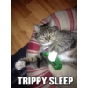 Funny Cats 12