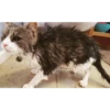 Funny Cats 13