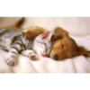 Funny Cats 14