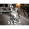 Funny Cats 15