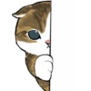 mofu_cats 16