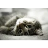 Funny Cats 17