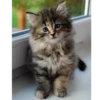 Funny Cats 18