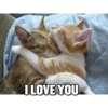 Funny Cats 19
