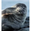 Coldboys 19