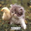 Funny Cats 20