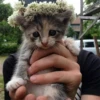 Funny Cats 21
