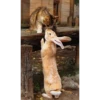 Funny Cats 22