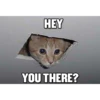 Funny Cats 24
