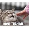 Funny Cats 25