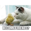Funny Cats 26