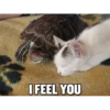 Funny Cats 27
