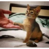 Funny Cats 28