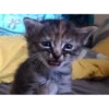 Funny Cats 29
