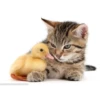 Funny Cats 30