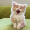 Pro Kitties 6