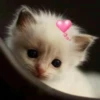 Pro Kitties 7